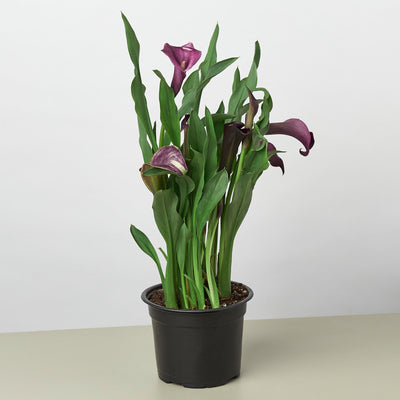 Calla Lily - Black Bamboo