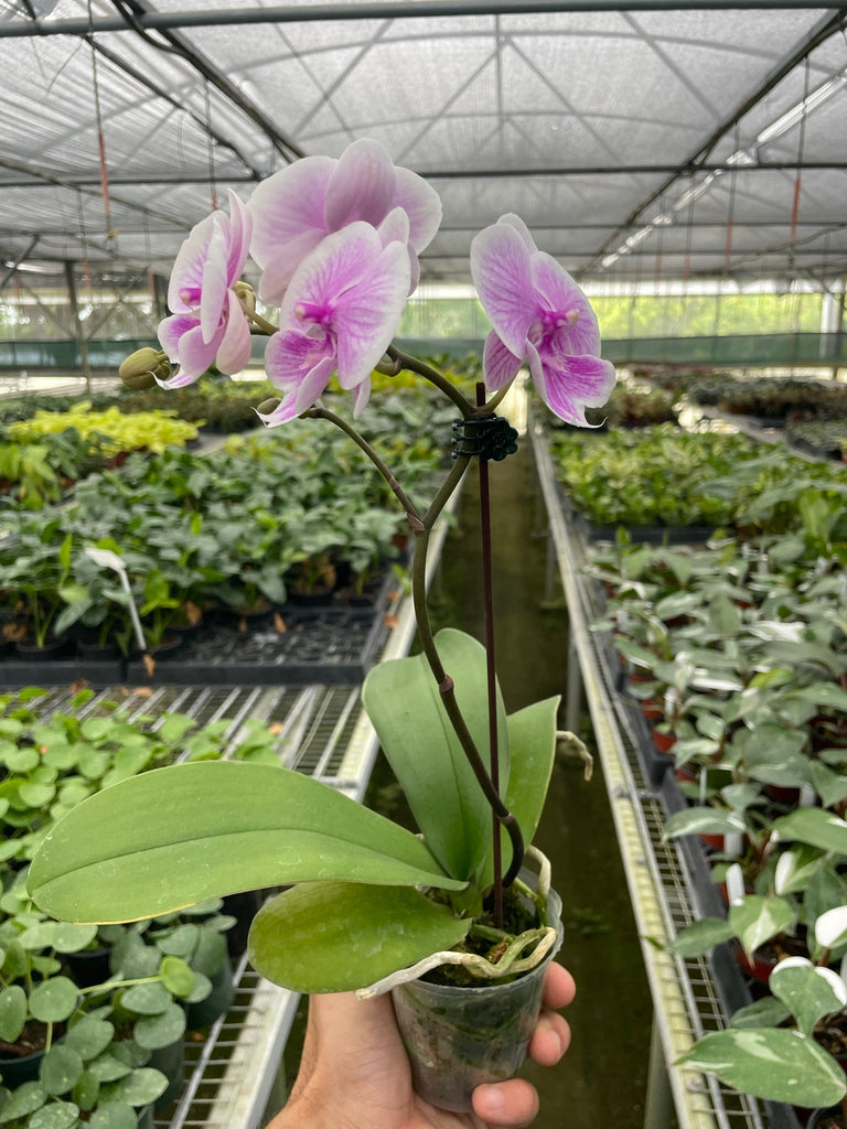 Orchid 'Light Pink Phalaenopsis' - Black Bamboo