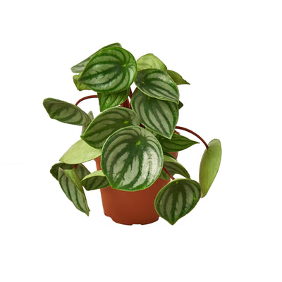 Peperomia Watermelon - Black Bamboo