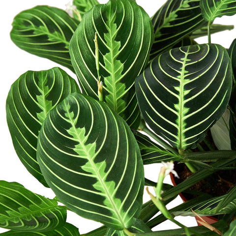 Maranta 'Lemon Lime' - Black Bamboo