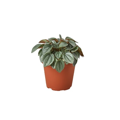 Peperomia 'Napoli Nights' - 4" Pot - Black Bamboo