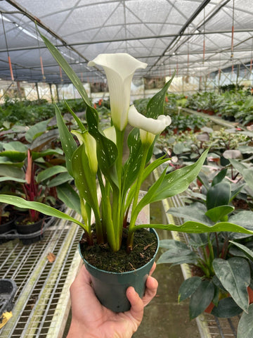 Calla Lily - Black Bamboo