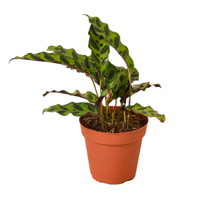 Calathea Lancifolia 'Rattlesnake' - Black Bamboo