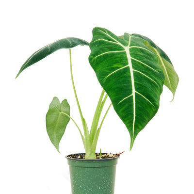 Alocasia 'Frydek', Small - Black Bamboo