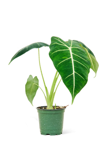 Alocasia 'Frydek', Small - Black Bamboo