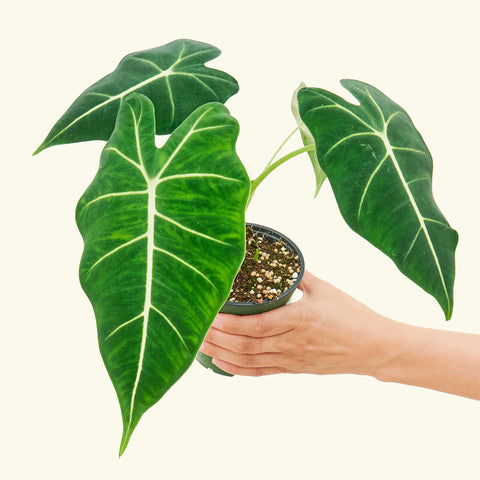 Alocasia 'Frydek', Small - Black Bamboo