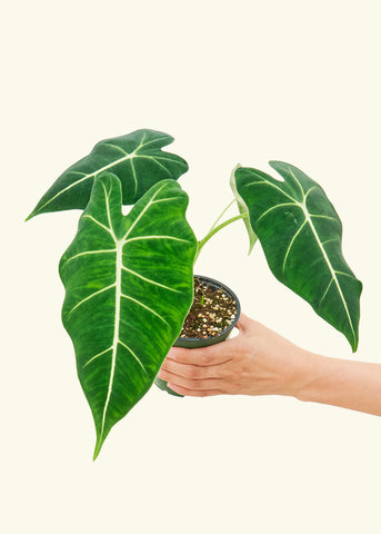 Alocasia 'Frydek', Small - Black Bamboo