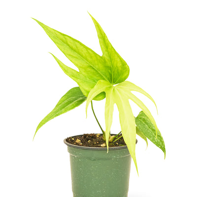 Anthurium 'Fingers', Small - Black Bamboo