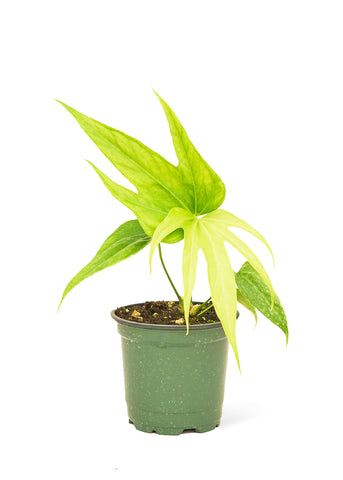 Anthurium 'Fingers', Small - Black Bamboo