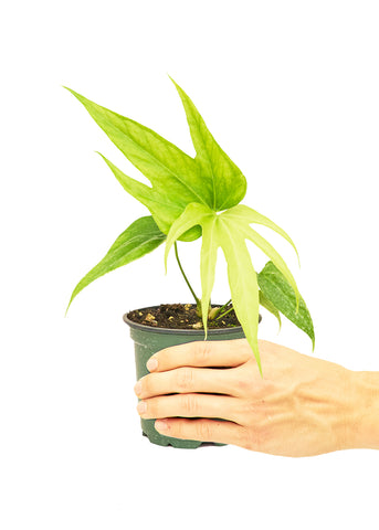 Anthurium 'Fingers', Small - Black Bamboo