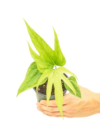 Anthurium 'Fingers', Small - Black Bamboo