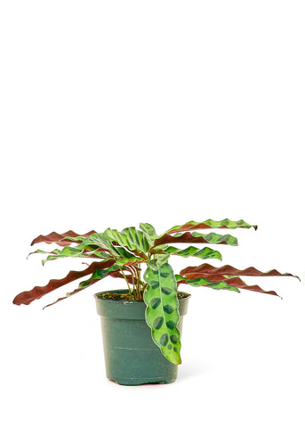 Calathea Lancifolia 'Rattlesnake' - Black Bamboo