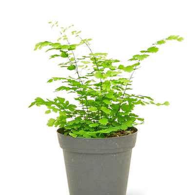 Maidenhair Fern - Black Bamboo