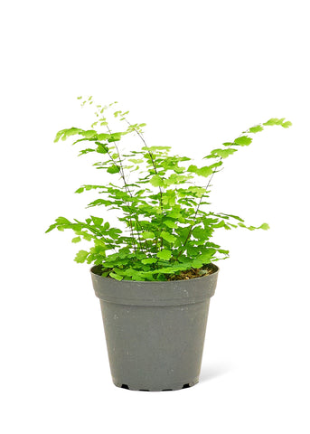 Maidenhair Fern - Black Bamboo