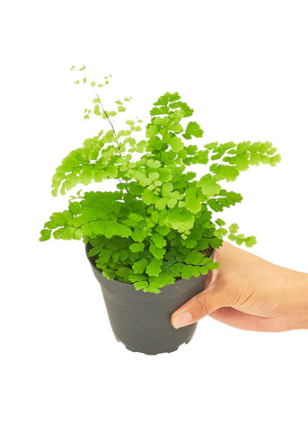 Maidenhair Fern - Black Bamboo