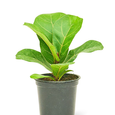 Fiddle Leaf Fig - Black Bamboo