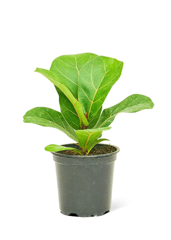 Fiddle Leaf Fig - Black Bamboo