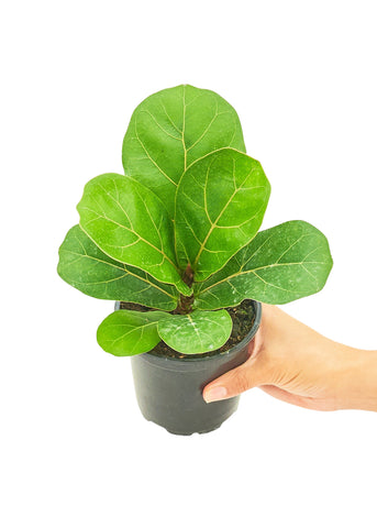 Fiddle Leaf Fig - Black Bamboo