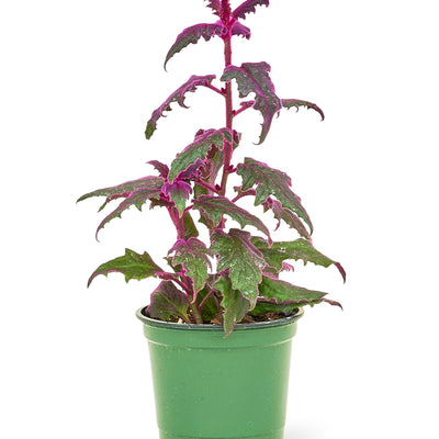 Purple Passion Plant, Small - Black Bamboo