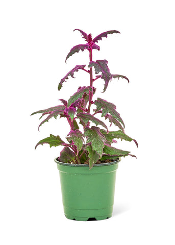 Purple Passion Plant, Small - Black Bamboo