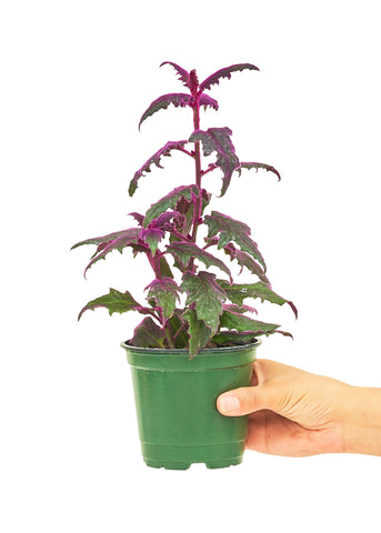 Purple Passion Plant, Small - Black Bamboo