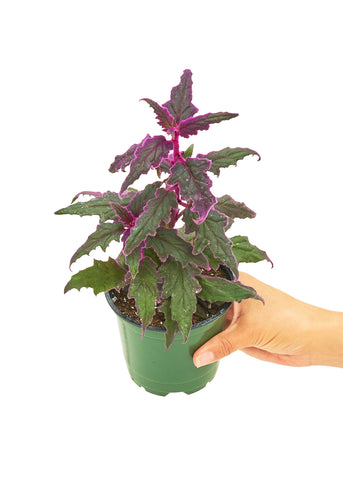 Purple Passion Plant, Small - Black Bamboo