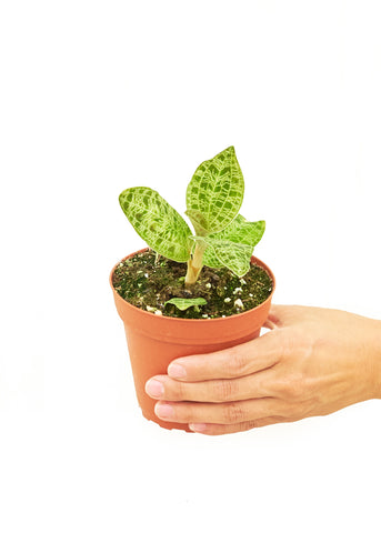 Lightning Jewel Orchid - Black Bamboo