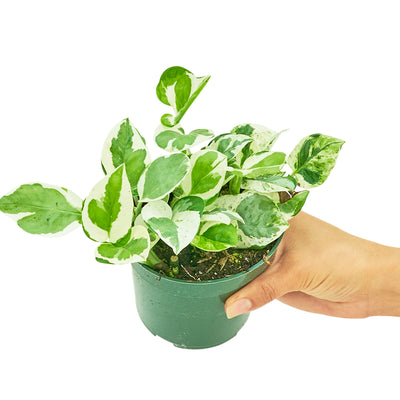 Pothos 'Pearls and Jade' - Black Bamboo