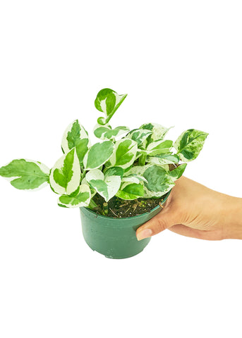 Pothos 'Pearls and Jade' - Black Bamboo