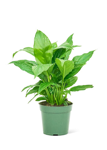 Peace Lily - Black Bamboo