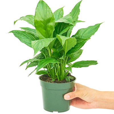 Peace Lily - Black Bamboo