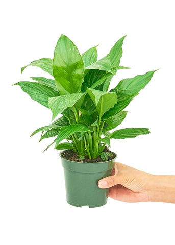 Peace Lily - Black Bamboo