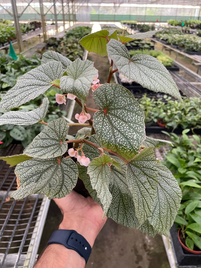 Begonia 'Frosty' - Black Bamboo