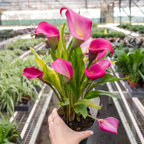 Calla Lily - Black Bamboo