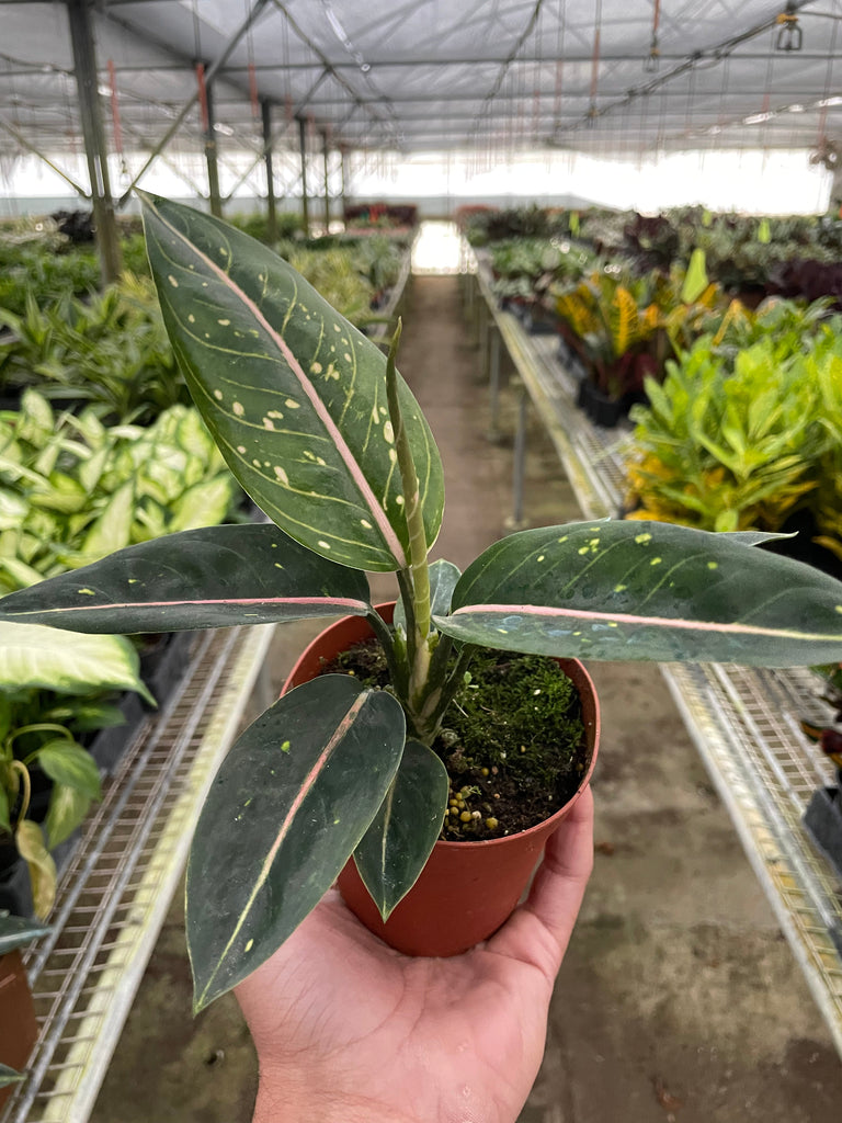 Chinese Evergreen 'Stars' - Black Bamboo