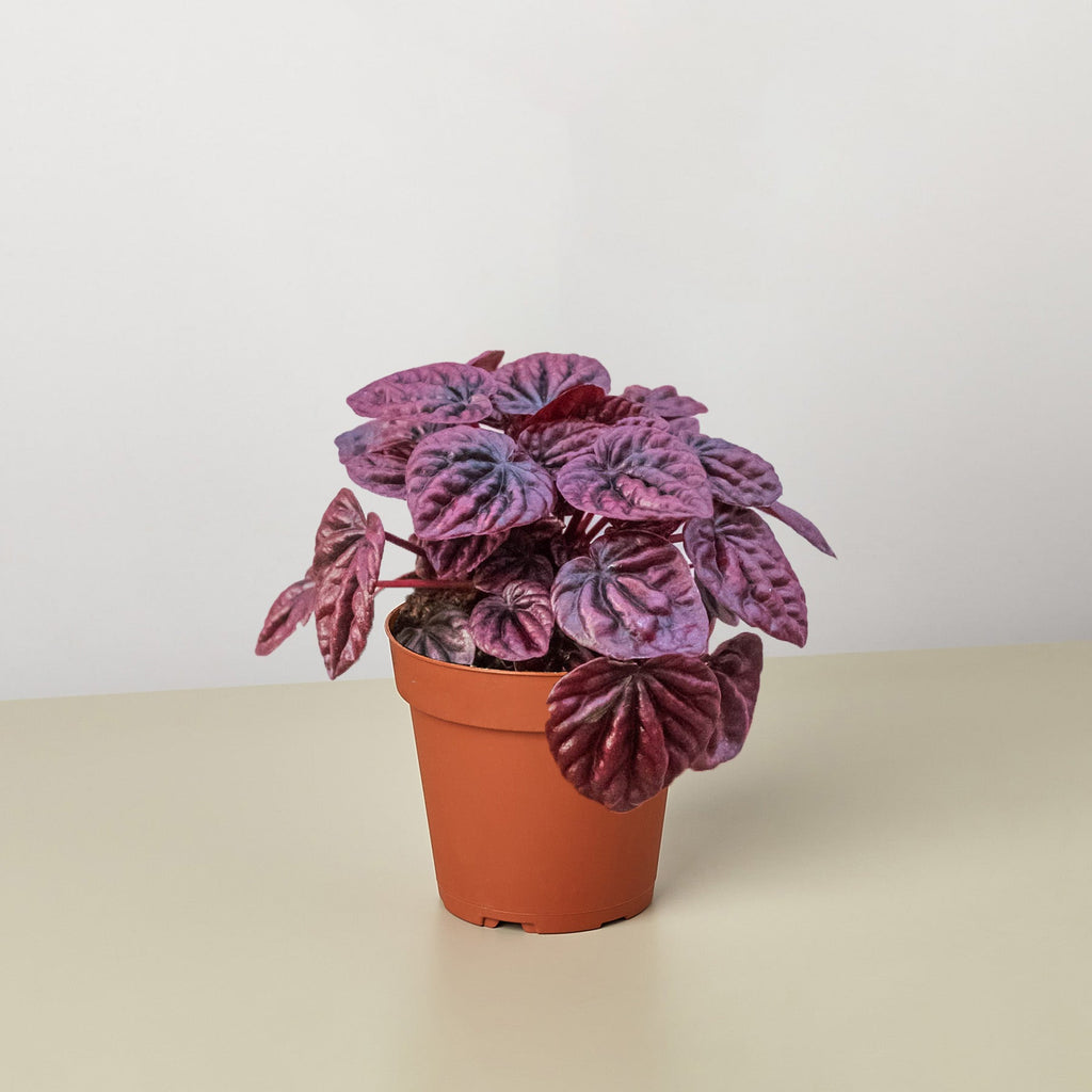 Peperomia 'Ripple Red' - Black Bamboo