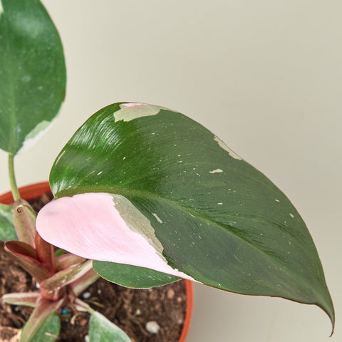 Philodendron 'Pink Princess' - Black Bamboo