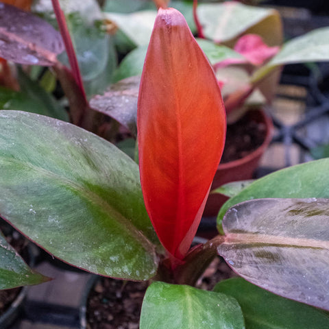 Philodendron 'Sun Red' - Black Bamboo