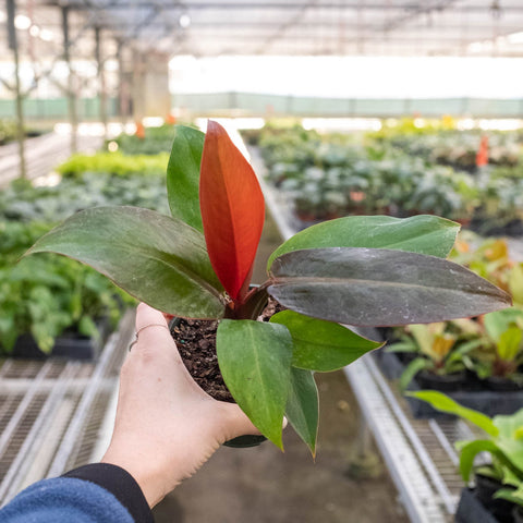 Philodendron 'Sun Red' - Black Bamboo