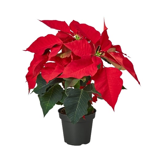 Poinsettia 'Red' - Black Bamboo