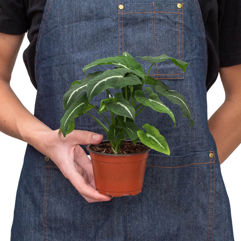 Syngonium wendlandii 'Black Velvet' - Black Bamboo