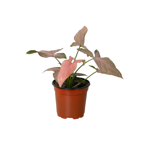 Syngonium 'Pink Splash' - 4" Pot - Black Bamboo