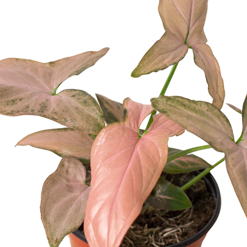 Syngonium 'Pink Splash' - 4" Pot - Black Bamboo