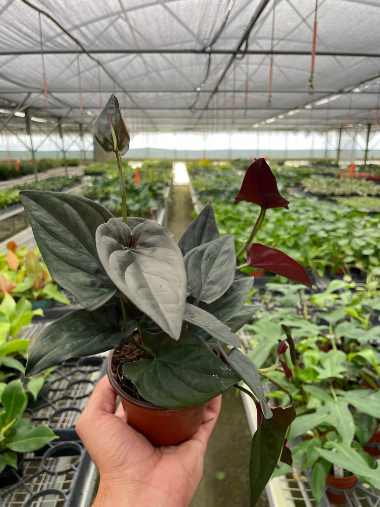 Syngonium 'Red Arrow' - Black Bamboo