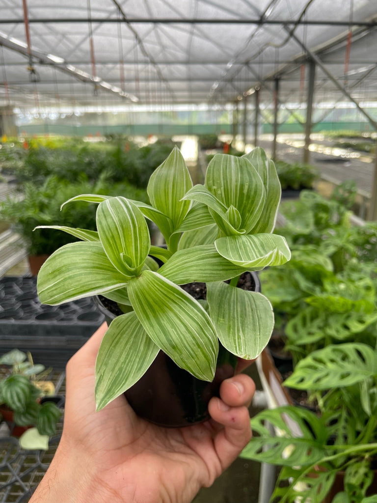 Tradescantia 'Sanna' - Black Bamboo