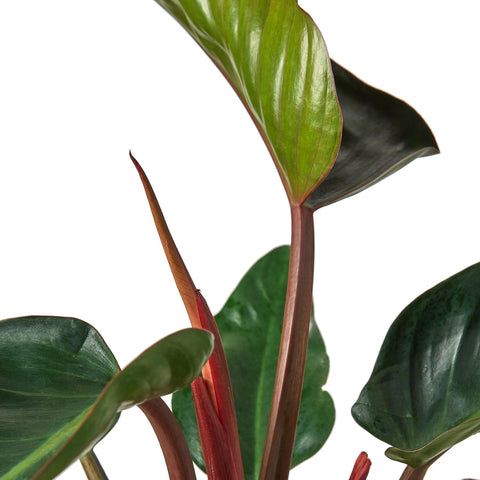 Philodendron 'Congo Rojo' - Black Bamboo