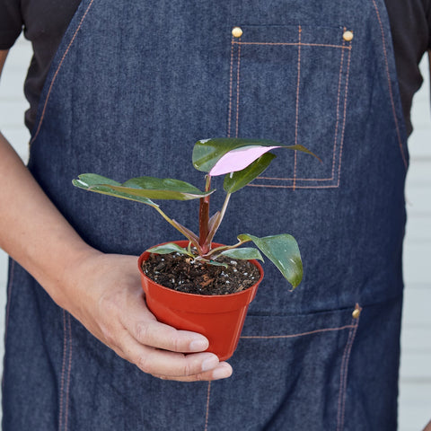 Philodendron 'Pink Princess' - Black Bamboo