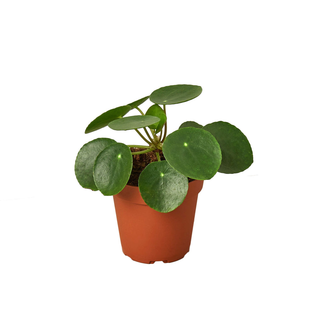 Pilea Peperomioides 'Chinese Money' - Black Bamboo