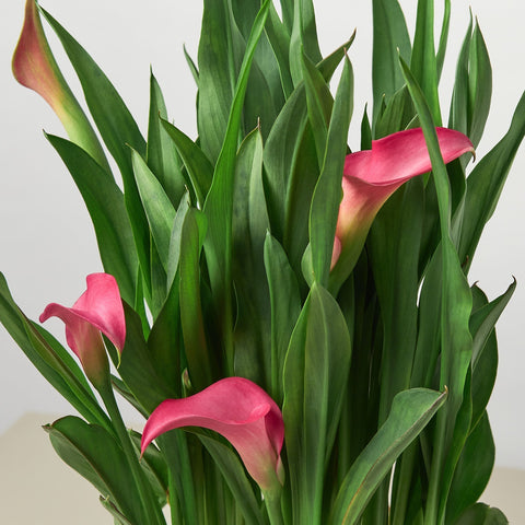 Calla Lily - Black Bamboo