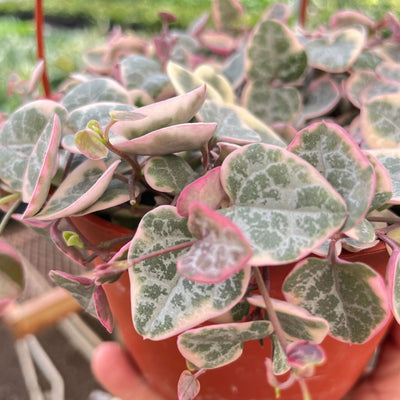 String of Hearts Variegated - Black Bamboo